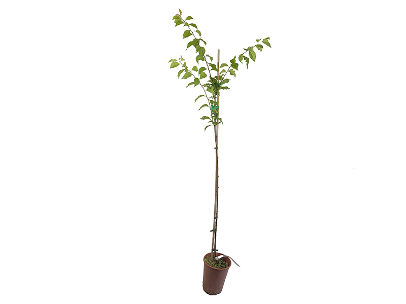 Hybridpflaum DONTSCHANKA RANNAJA - Tutifruti SK Hybridpflaum DONTSCHANKA RANNAJA - Tutifruti SK