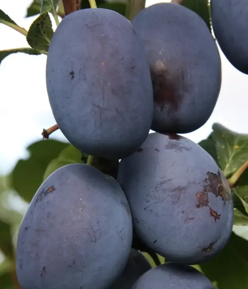 Pflaume (Prunus domestica) HAGANTA - Tutifruti, s.r.o.