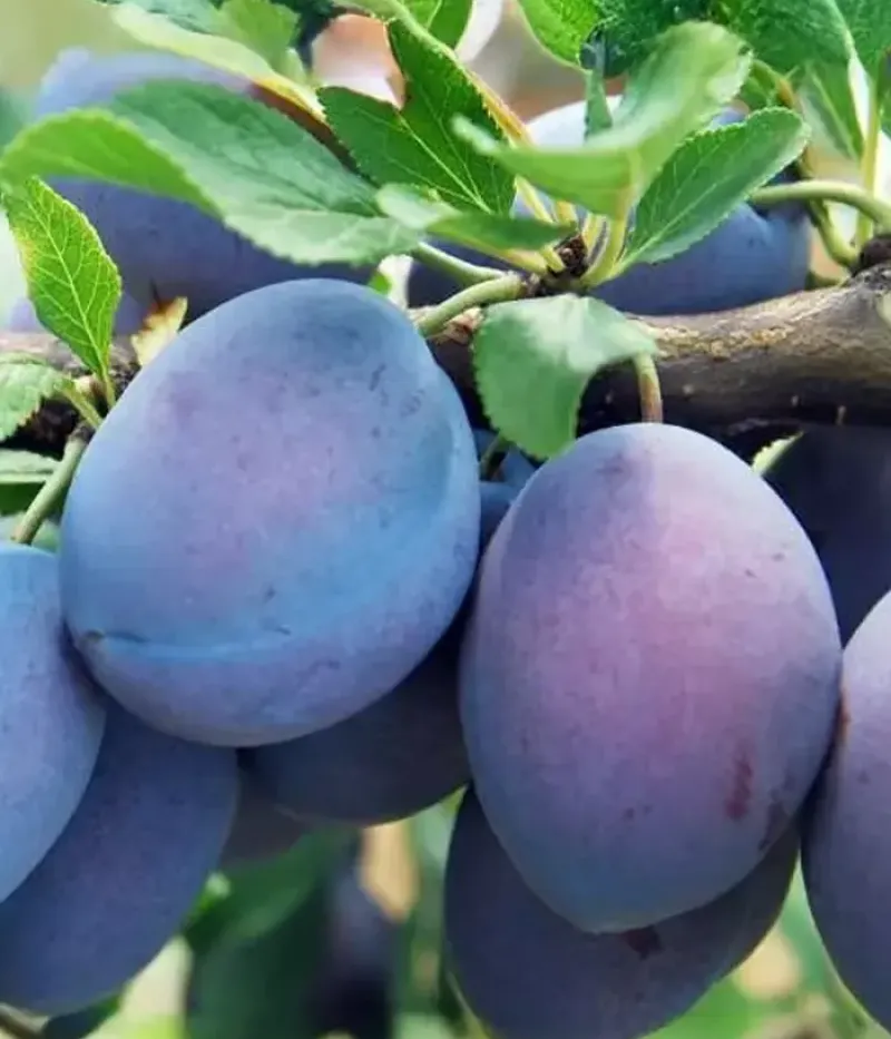 Pflaume (Prunus domestica) HANKA - Tutifruti, s.r.o.