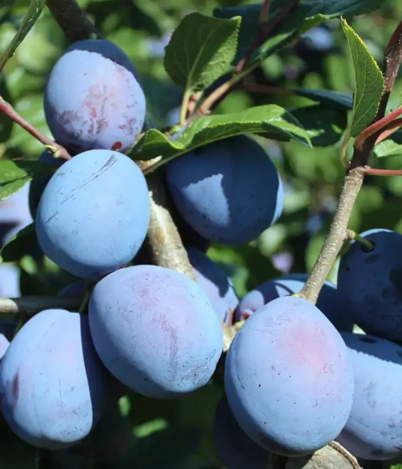 Pflaume (Prunus domestica) HAROMA - Tutifruti, s.r.o.