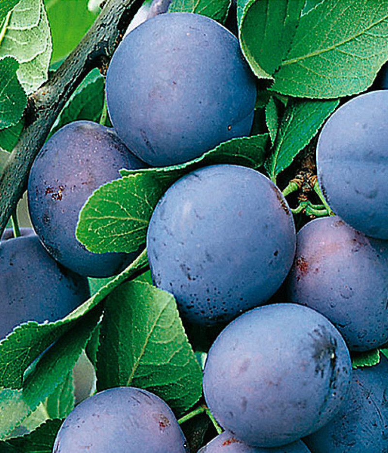 Slivka (Prunus domestica) HERMAN - Tutifruti SK