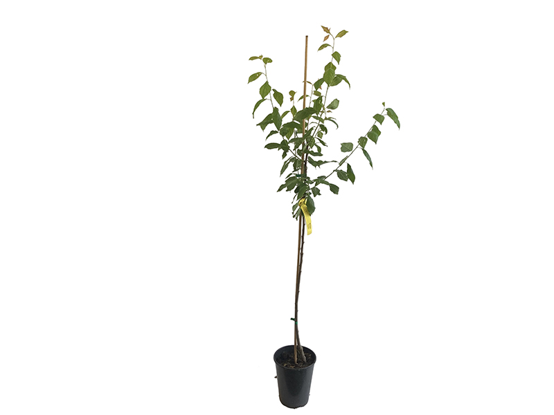 Pflaumenbaum (Prunus domestica) HERMAN