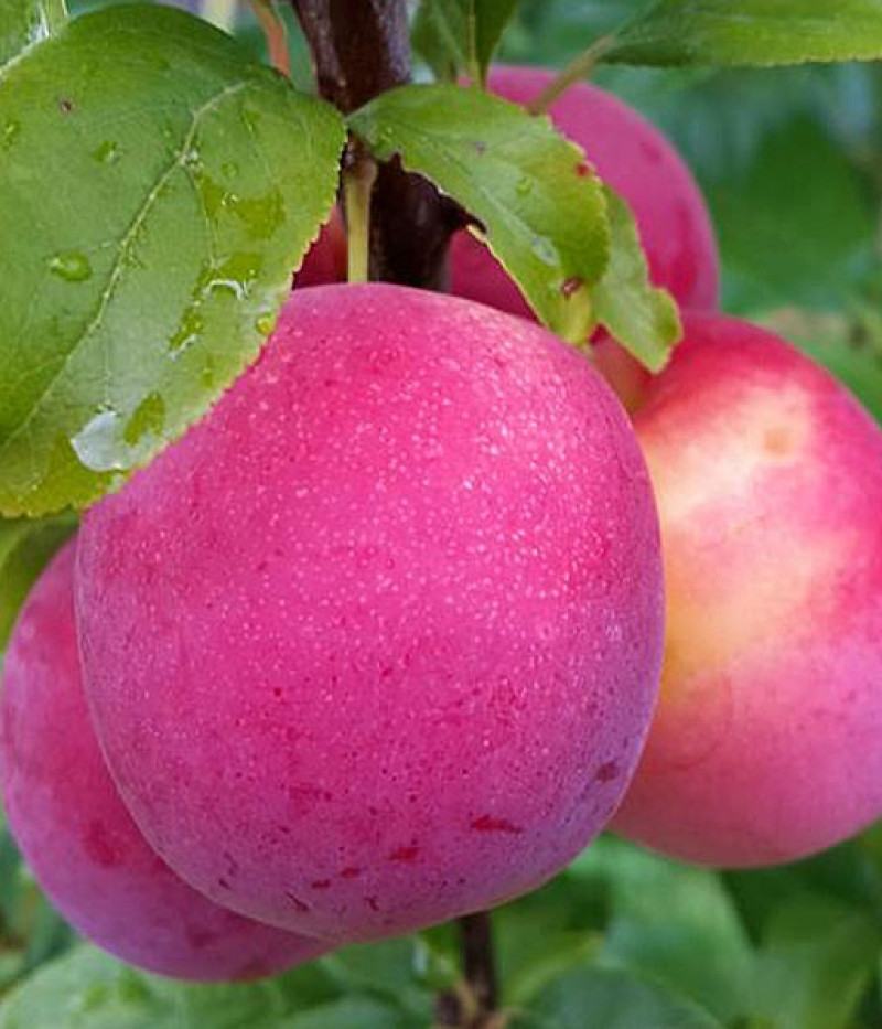 Plum  (Prunus domestica) JEROZOLIMKA - Tutifruti SK