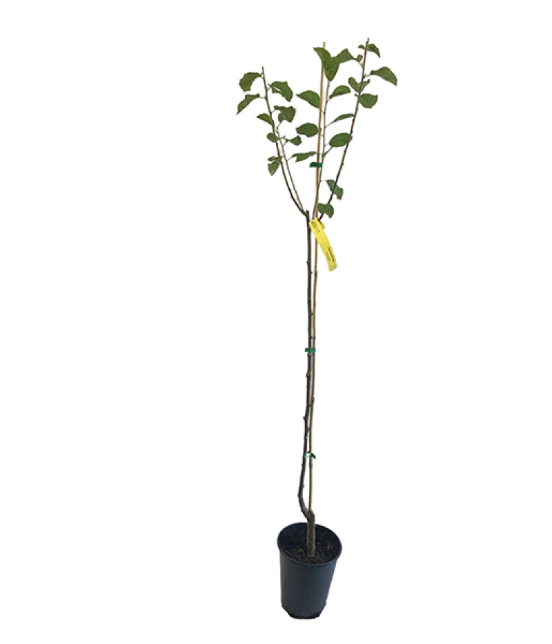 Plum  (Prunus domestica) JEROZOLIMKA - Tutifruti SK