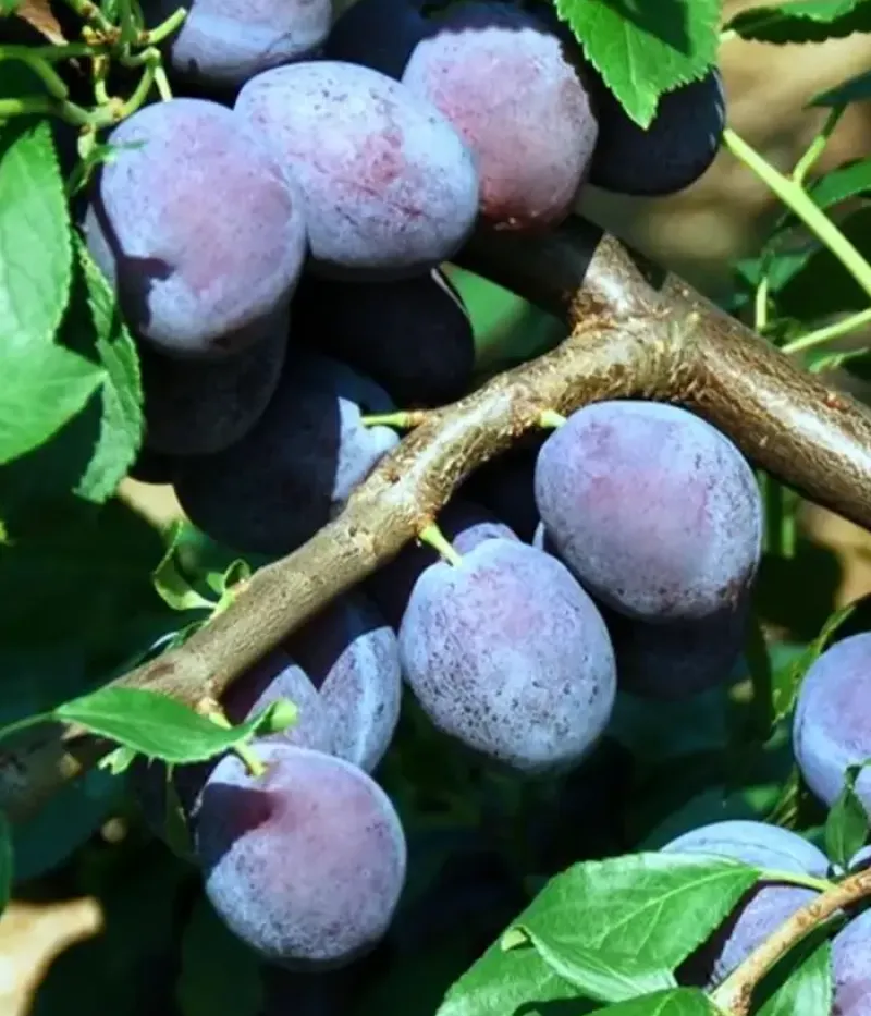 Pflaume (Prunus domestica) JUNA - Tutifruti, s.r.o.
