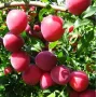 Hybridpflaume (Prunus sp.) KUBANSKAYA KOMETA