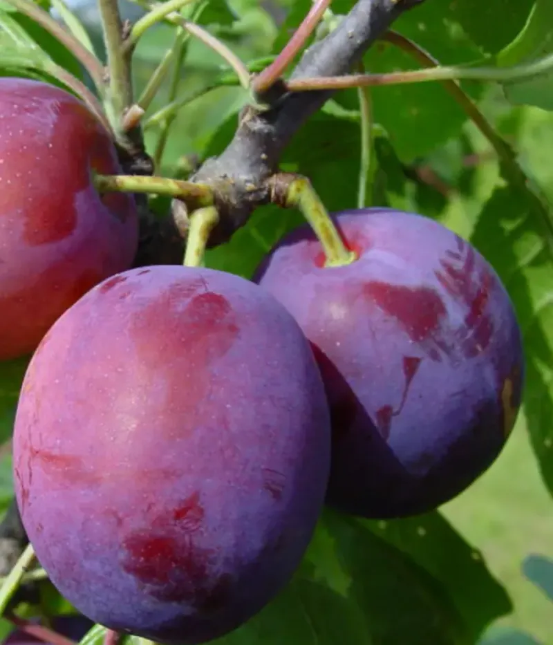 Pflaume (Prunus domestica) LIISU - Tutifruti, s.r.o.