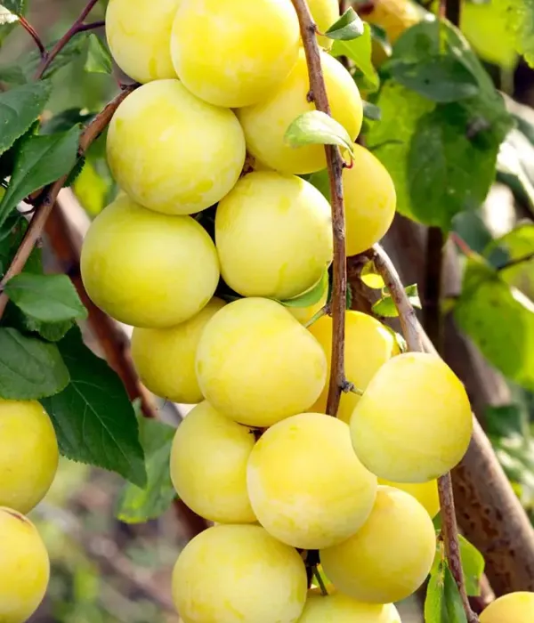 Hybridpflaume (Prunus sp.) MARA