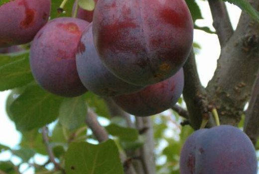 Analýza lotyšských sliviek: Profily odrôd Laine, Alvis a Minjona | Blog