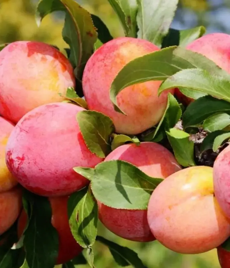 Pflaume (Prunus domestica) PERSIKINĖ - Tutifruti, s.r.o.