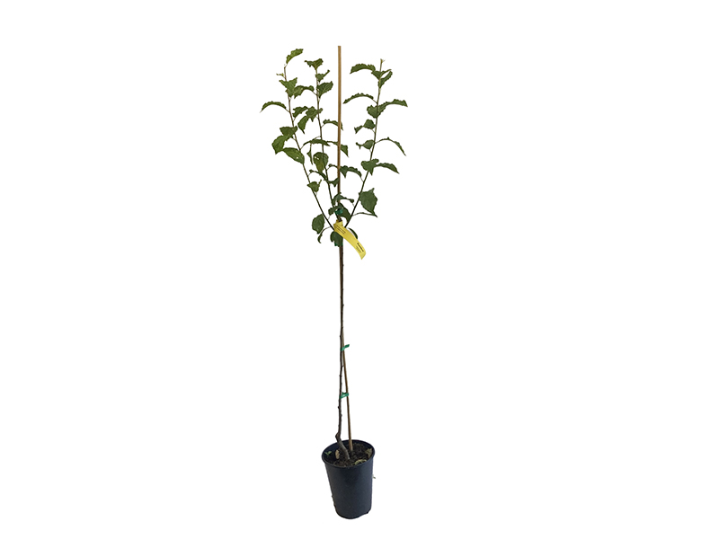 Pflaumenbaum (Prunus domestica) PRESIDENT