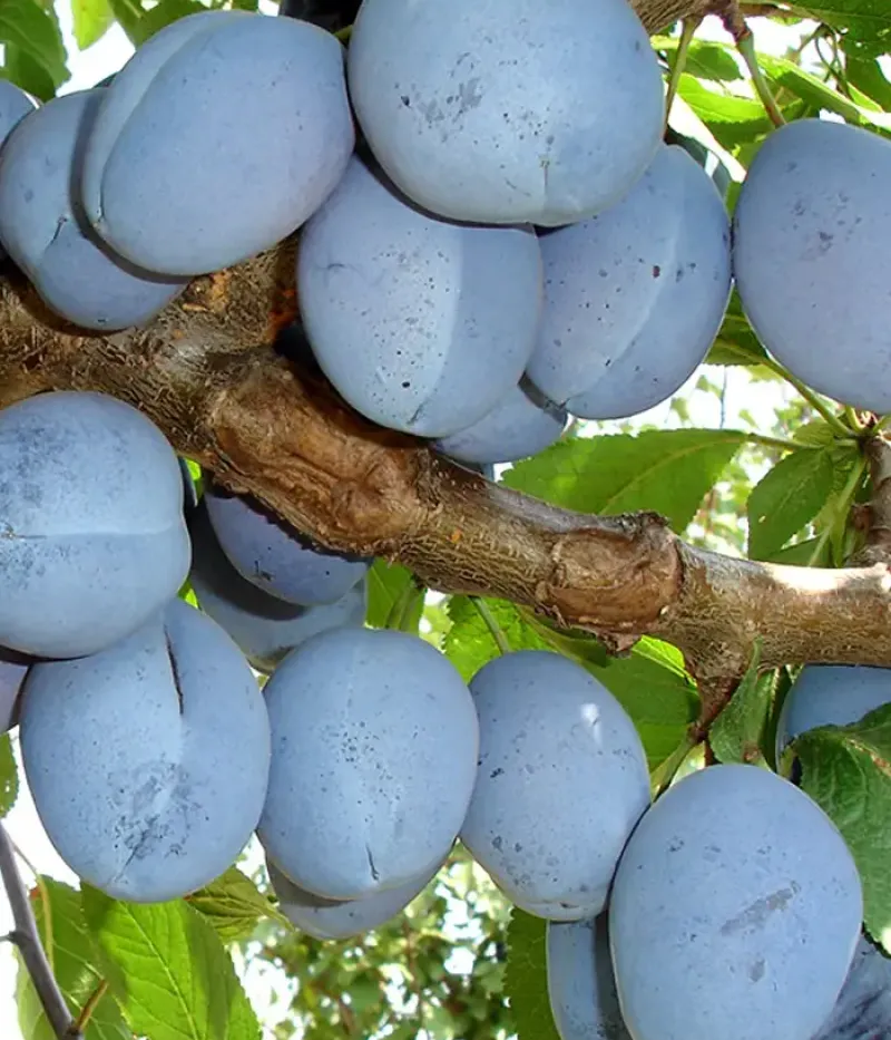 Pflaume (Prunus domestica) RECORD - Tutifruti, s.r.o.