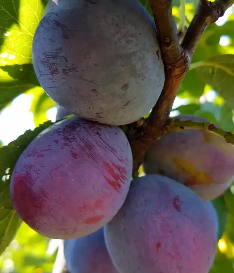 Pflaume (Prunus domestica) ROMAN - Tutifruti, s.r.o.