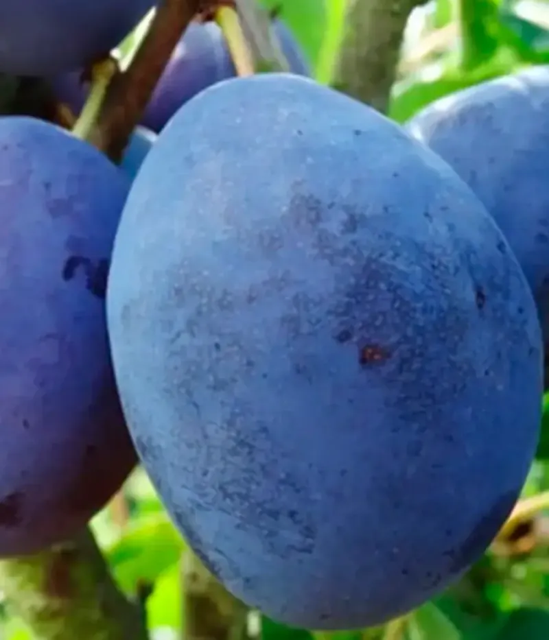 Pflaume (Prunus domestica) SILVIA - Tutifruti, s.r.o.