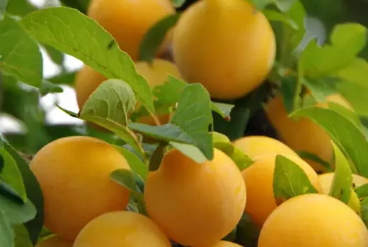 Nové hybridné ruské slivky 2026: Alyonushka, Kubanskaya Kometa a Soneika