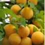 Hybridná slivka (Prunus sp.) SONEIKA