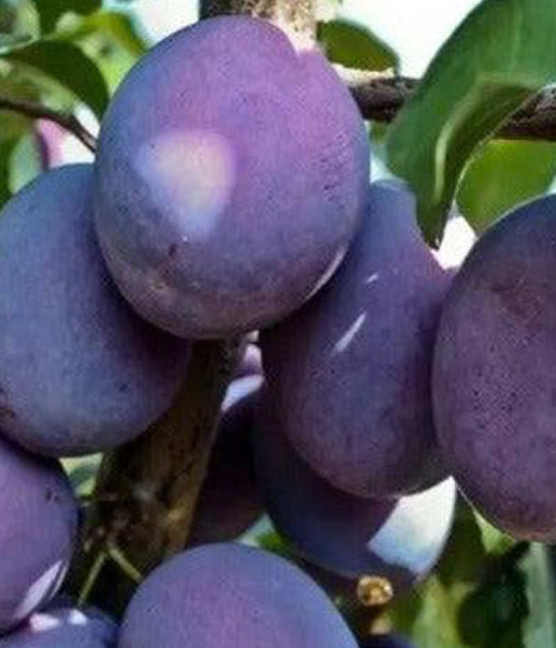 Pflaume (Prunus domestica) SONORA - Tutifruti, s.r.o. (SK)