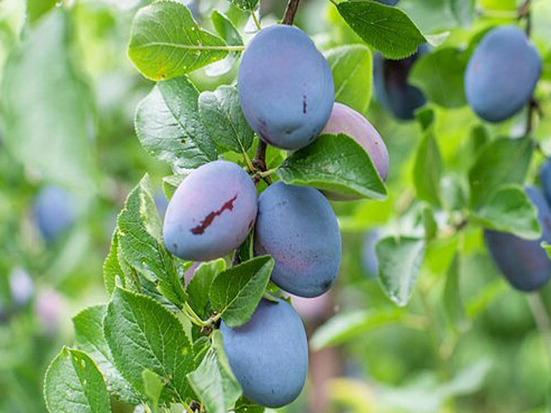 Pflaumenbaum (Prunus domestica) STANLEY