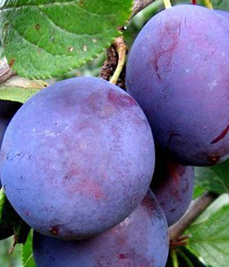 BIO säulenförmige Pflaume AROMA SPUR (früh reifend) - Tutifruti SK