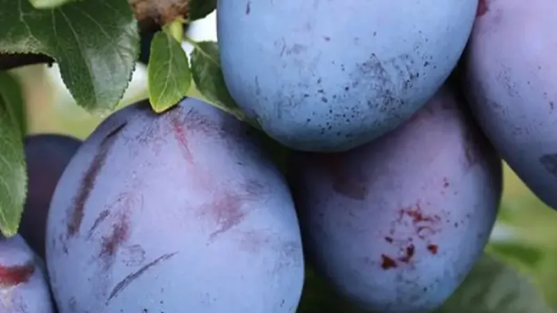 Wir stellen vor: Neue Pflaumensorten für die Saison 2026 – Tophit, Topend Plus und Silvia