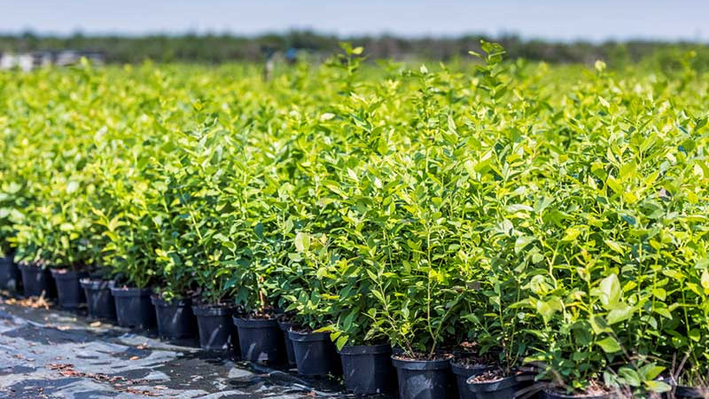 Herbendarben mit Hühnermist: Anleitung und warum es die beste Wahl ist