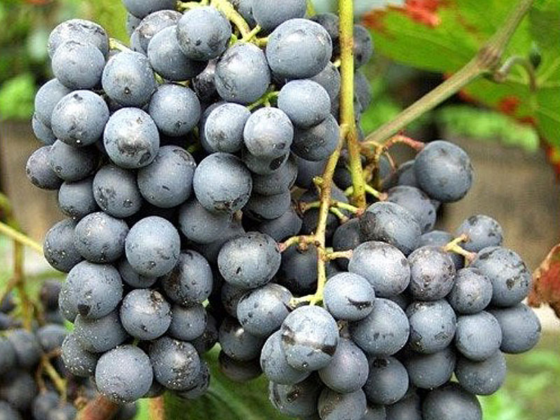 AGAT DONSKOJ Tafeltraube PIWI - Tutifruti, s.r.o. (SK)