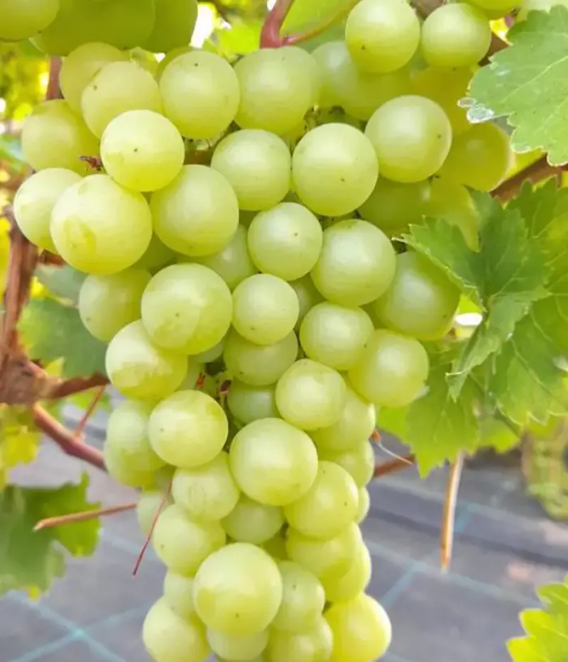 Weinrebe (Vitis vinifera) CĪRAVAS AGRĀ - Tutifruti, s.r.o.