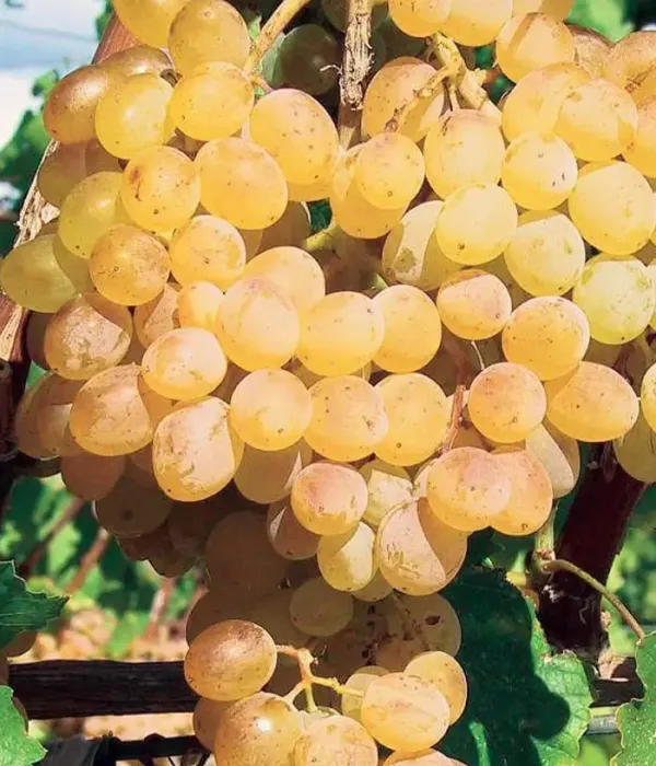 Weinrebe (Vitis vinifera) DANUTA