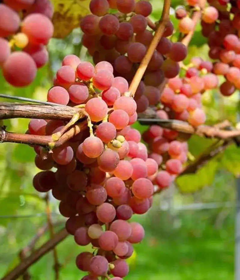 Weinrebe (Vitis spp.) JADVIGA - Tutifruti, s.r.o.