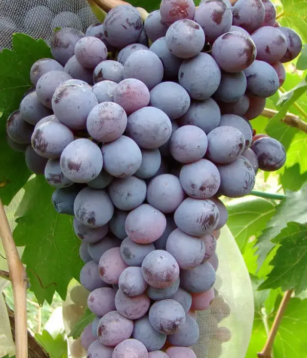 Weinrebe (Vitis vinifera) KIŠMIŠ MOLDAVSKIJ