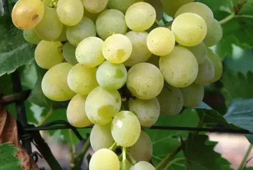 Süß, knackig und ohne Kerne: Wir stellen die Tafeltrauben 'Centennial Seedless', 'Lilla' und 'Kodrianka' vor
