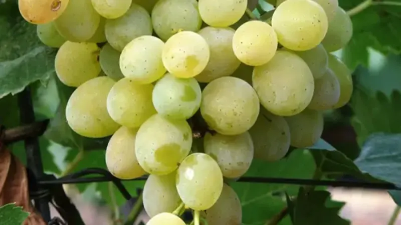 Süß, knackig und ohne Kerne: Wir stellen die Tafeltrauben 'Centennial Seedless', 'Lilla' und 'Kodrianka' vor