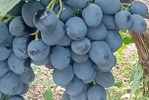 Moderne resistente Rebsorten (Teil 1): Wir stellen Ihnen die Stars Alvika, Alibaba, Alfa und Ajuta vor