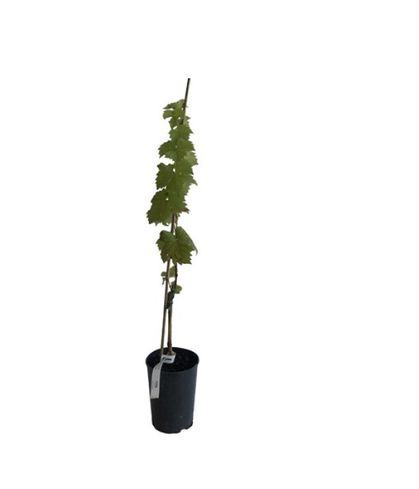 NERO Tafeltraube 