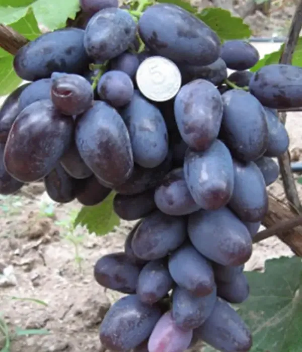 Weinrebe (Vitis vinifera) ALVIKA