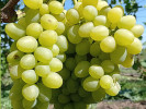 ARKADIA Tafeltraube PIWI - Tutifruti, s.r.o. (SK)