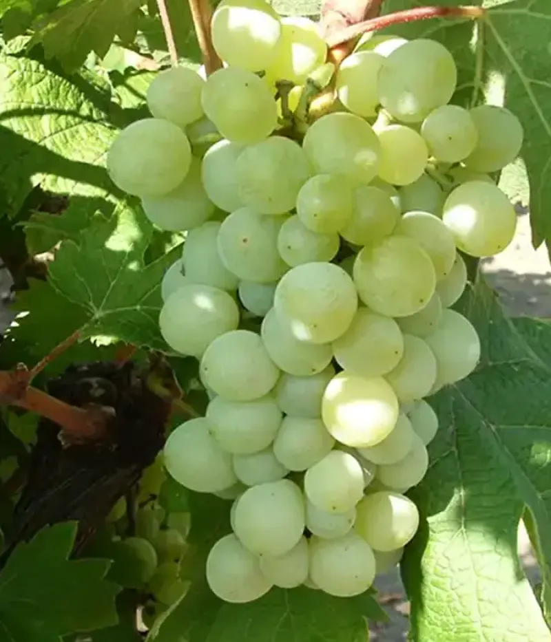 Weinrebe (Vitis vinifera) ATTILA - Tutifruti, s.r.o.