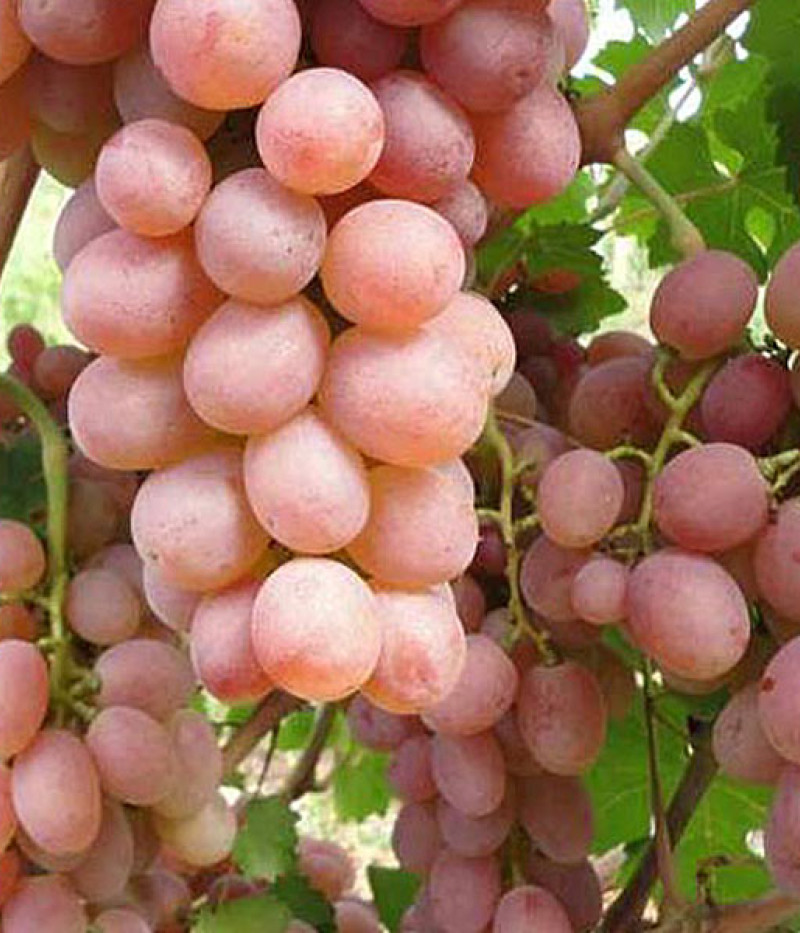 Weinrebe (Vitis spp.) SUPAGA - Tutifruti, s.r.o.