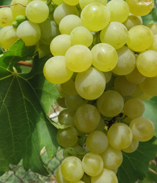 BULGAR Table Grape Vine