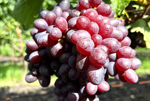 Resistente Rebsorten (Teil 3): Analyse der Sorten Bajkonur, Bogatyr und anderer