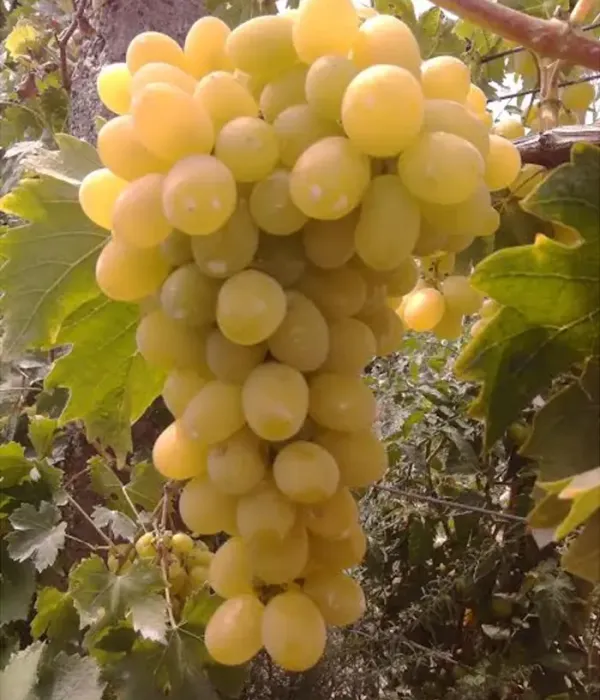Weinrebe (Vitis vinifera) ÉVA