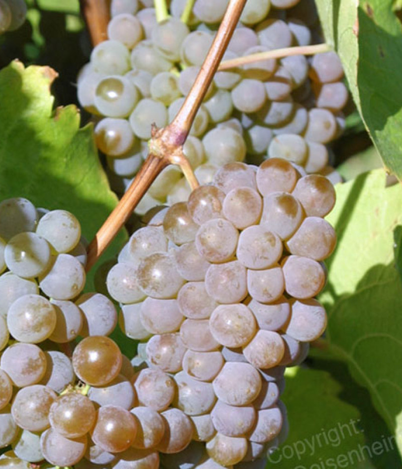 HIBERNAL Most Rebsorten PIWI - Tutifruti, s.r.o. (SK)