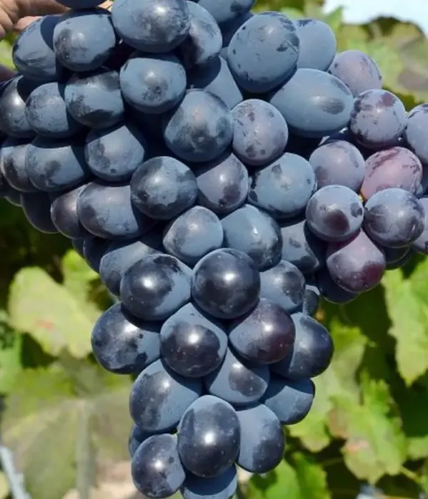 Weinrebe (Vitis vinifera) IVANKA