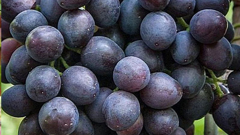 Moderne resistente Rebsorten (Teil 2): Armani, Atos, Arni und Andruša