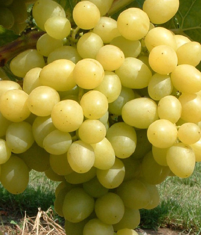 LORA Tafeltraube - Tutifruti SK