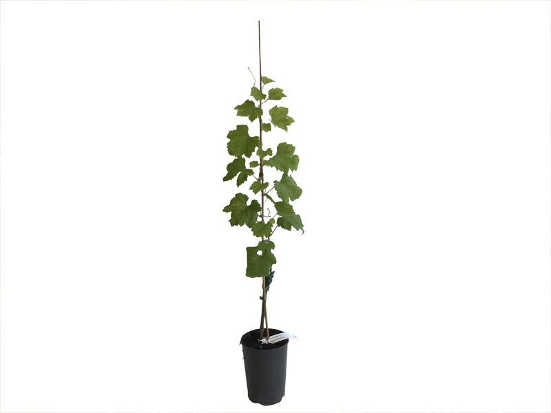 LORA Tafeltraube - Tutifruti SK LORA Tafeltraube - Tutifruti SK