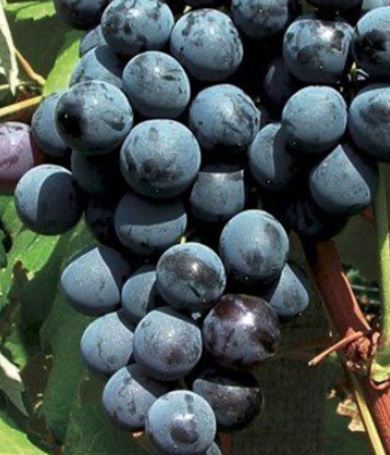 ARMANI Tafeltraube - Tutifruti SK