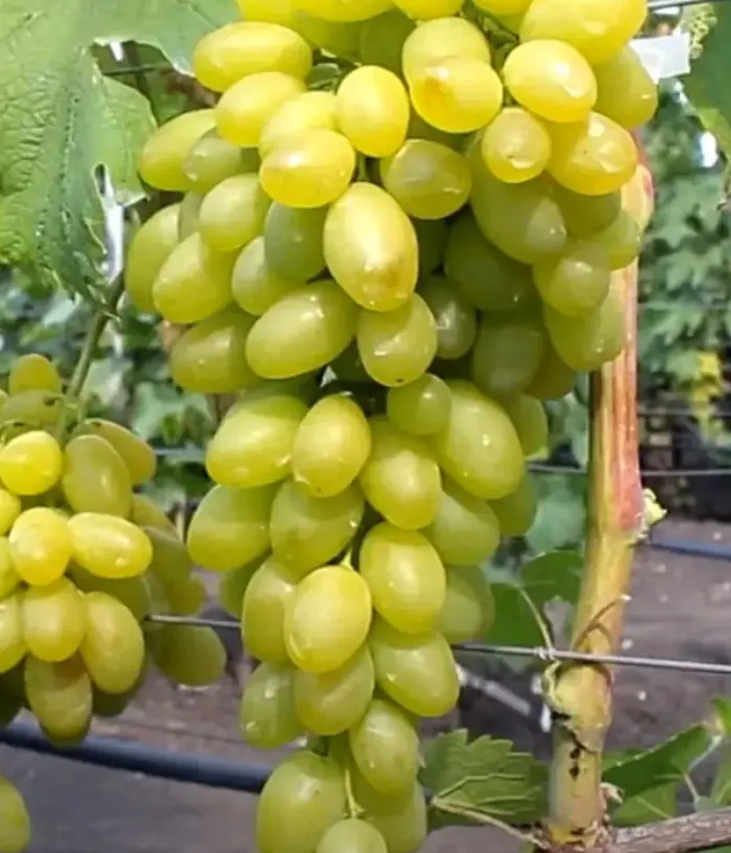 Weinrebe (Vitis vinifera) MONBLAN - Tutifruti, s.r.o.