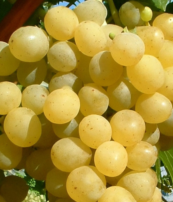 PALATINA Tafeltraube PIWI