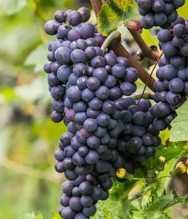 Weinrebe (Vitis spp.) PINO MIČURINSKIJ